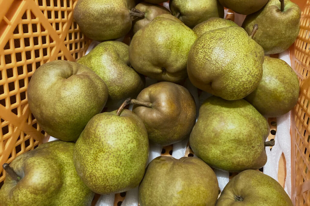 頂いたラフランス